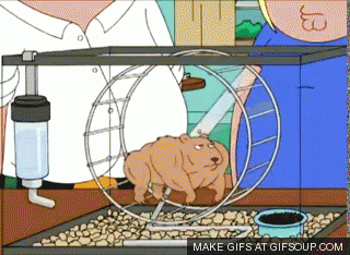 Malehamster